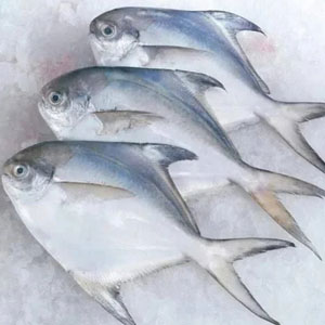 Silver Pomfret